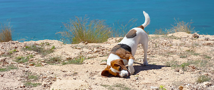 Las mejores playas para ir con tu perro