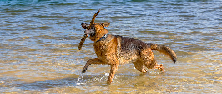 Las mejores playas para ir con tu perro