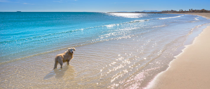 Las mejores playas para ir con tu perro