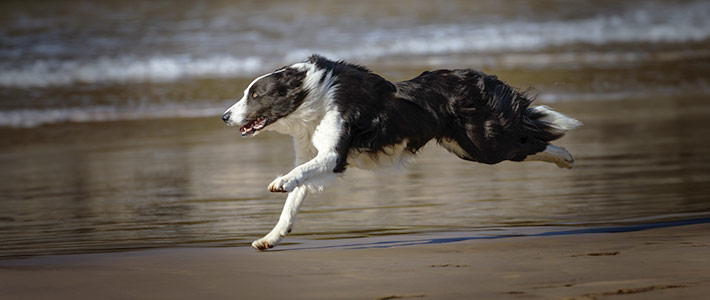 Las mejores playas para ir con tu perro