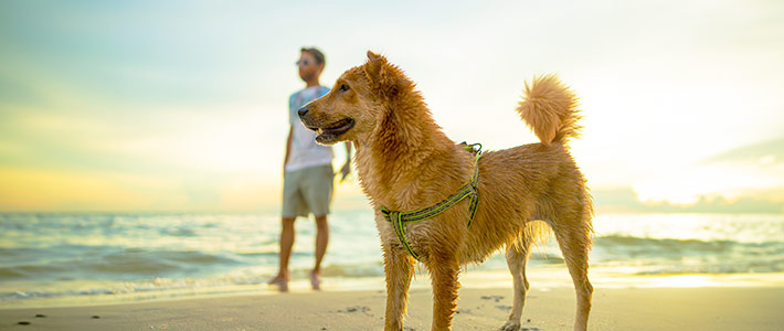 Las mejores playas para ir con tu perro