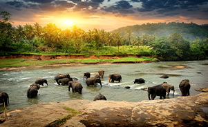 Sri Lanka