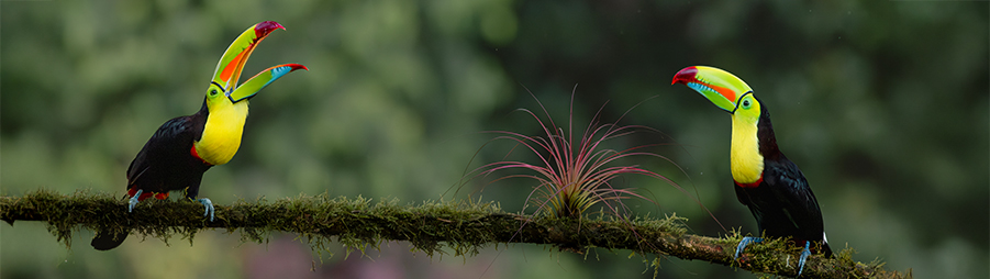 Biodiversidad de Costa Rica