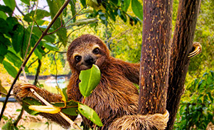 Perezoso en la naturaleza de Costa Rica
